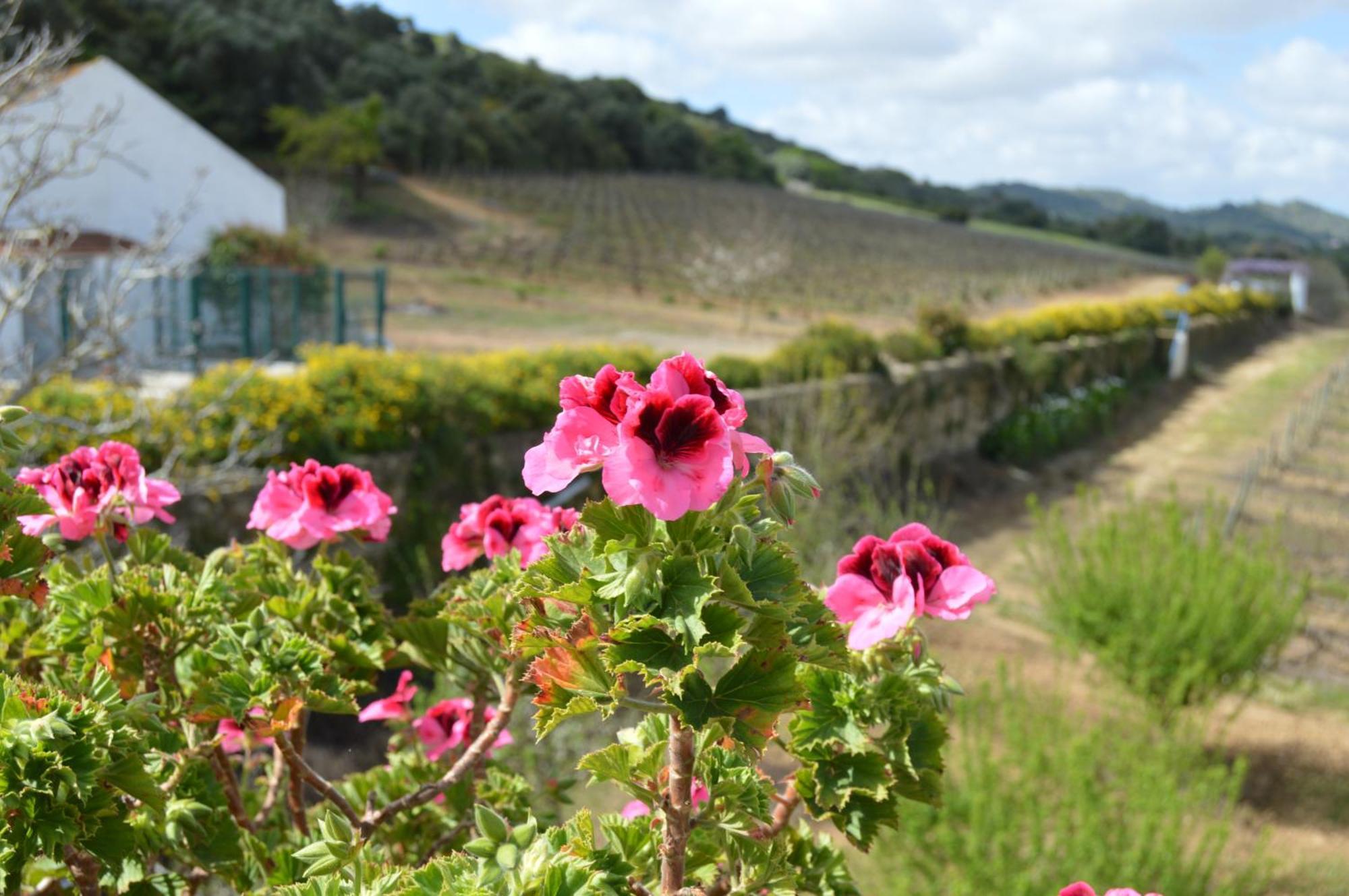 Quinta Do Piloto Guest House Palmela Exterior photo